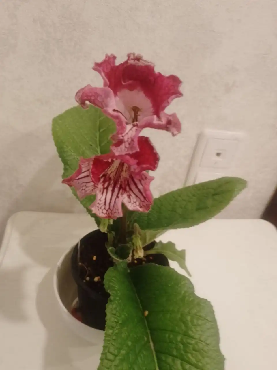 Стрептокарпус DS 2059 - Барахолка в Пенза