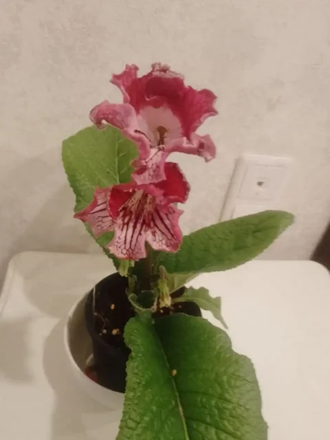 Стрептокарпус DS 2059 - частное объявление в Пенза