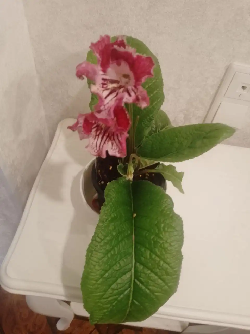 Стрептокарпус DS 2059 - Барахолка в Пенза