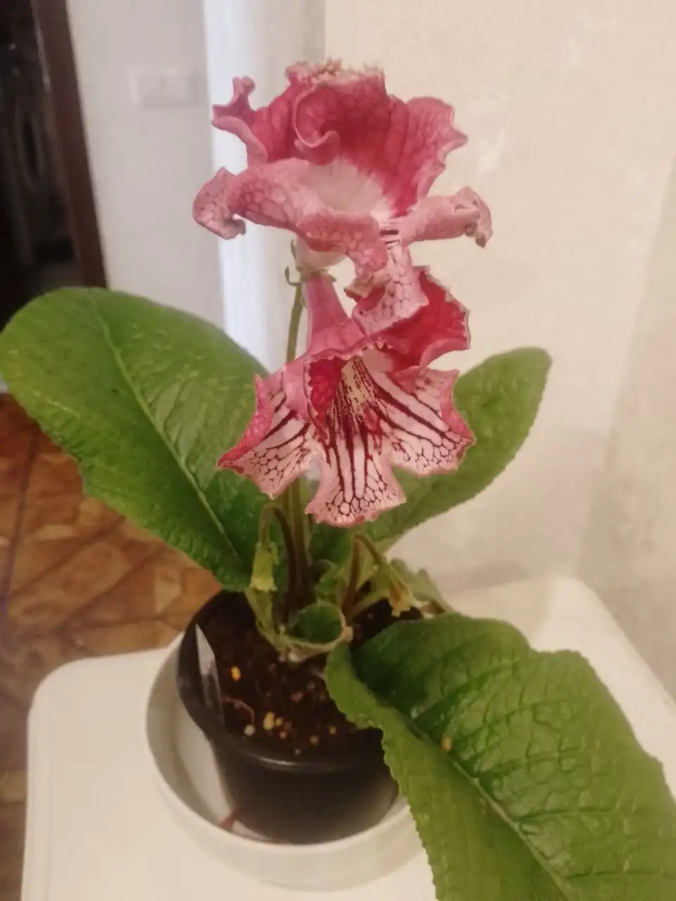 Стрептокарпус DS 2059 - Барахолка в Пенза