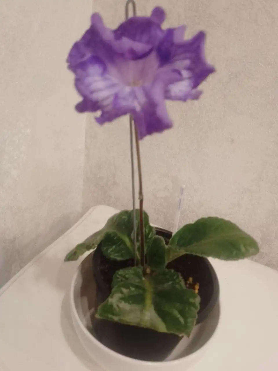 Стрептокарпус DS1763 - Растения (Хобби и отдых) в Пенза