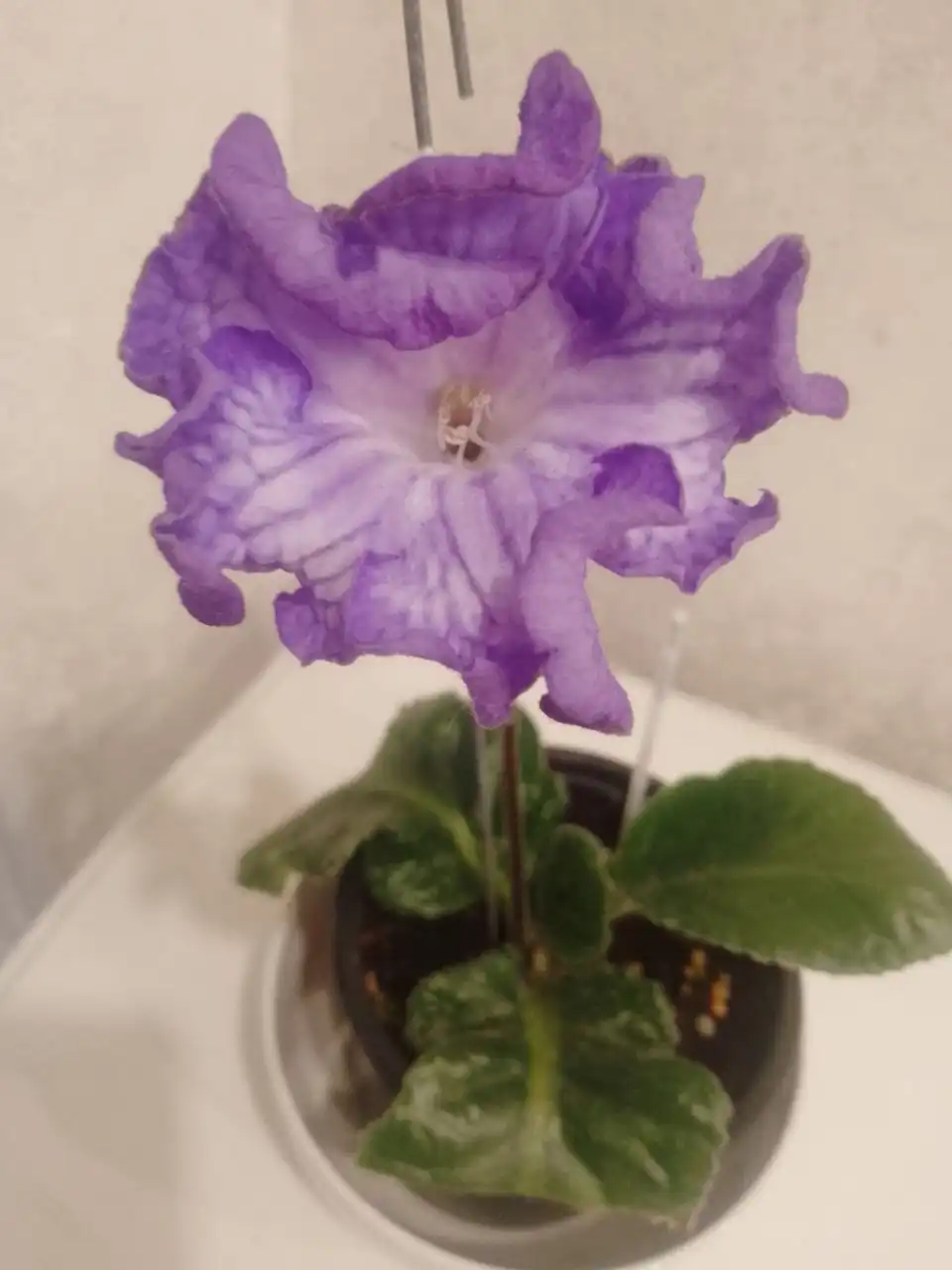 Стрептокарпус DS1763 - Растения (Хобби и отдых) в Пенза