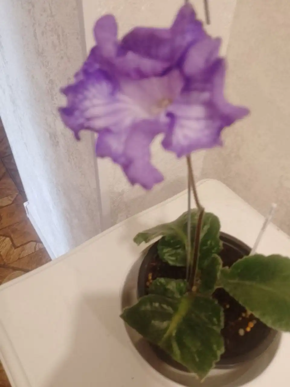 Стрептокарпус DS1763 - Растения (Хобби и отдых) в Пенза