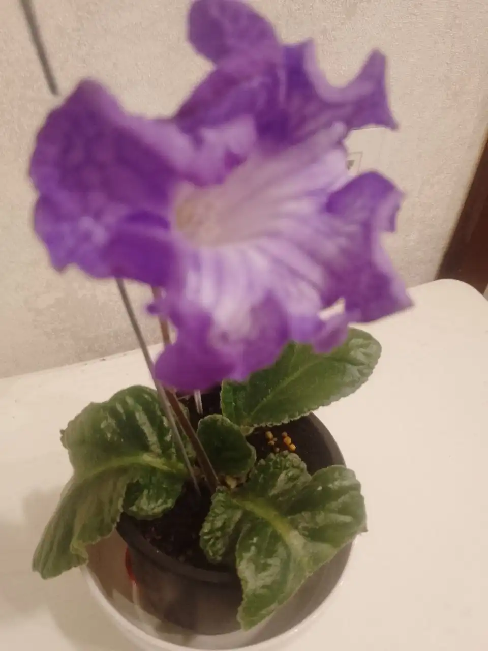 Стрептокарпус DS1763 - Растения (Хобби и отдых) в Пенза