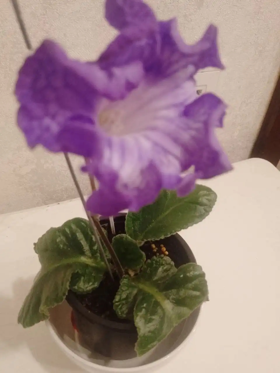 Стрептокарпус DS1763 - Растения (Хобби и отдых) в Пенза