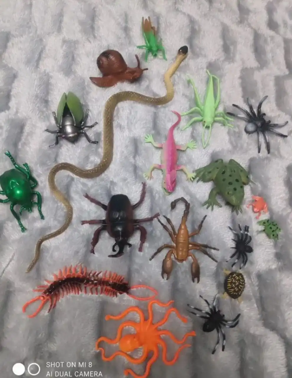 Продажа б/у насекомых и других предметов - Насекомые (Животные) в Пенза