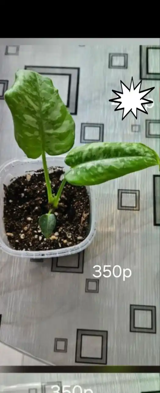 Шизмотоглотис - Услуги в Сургут