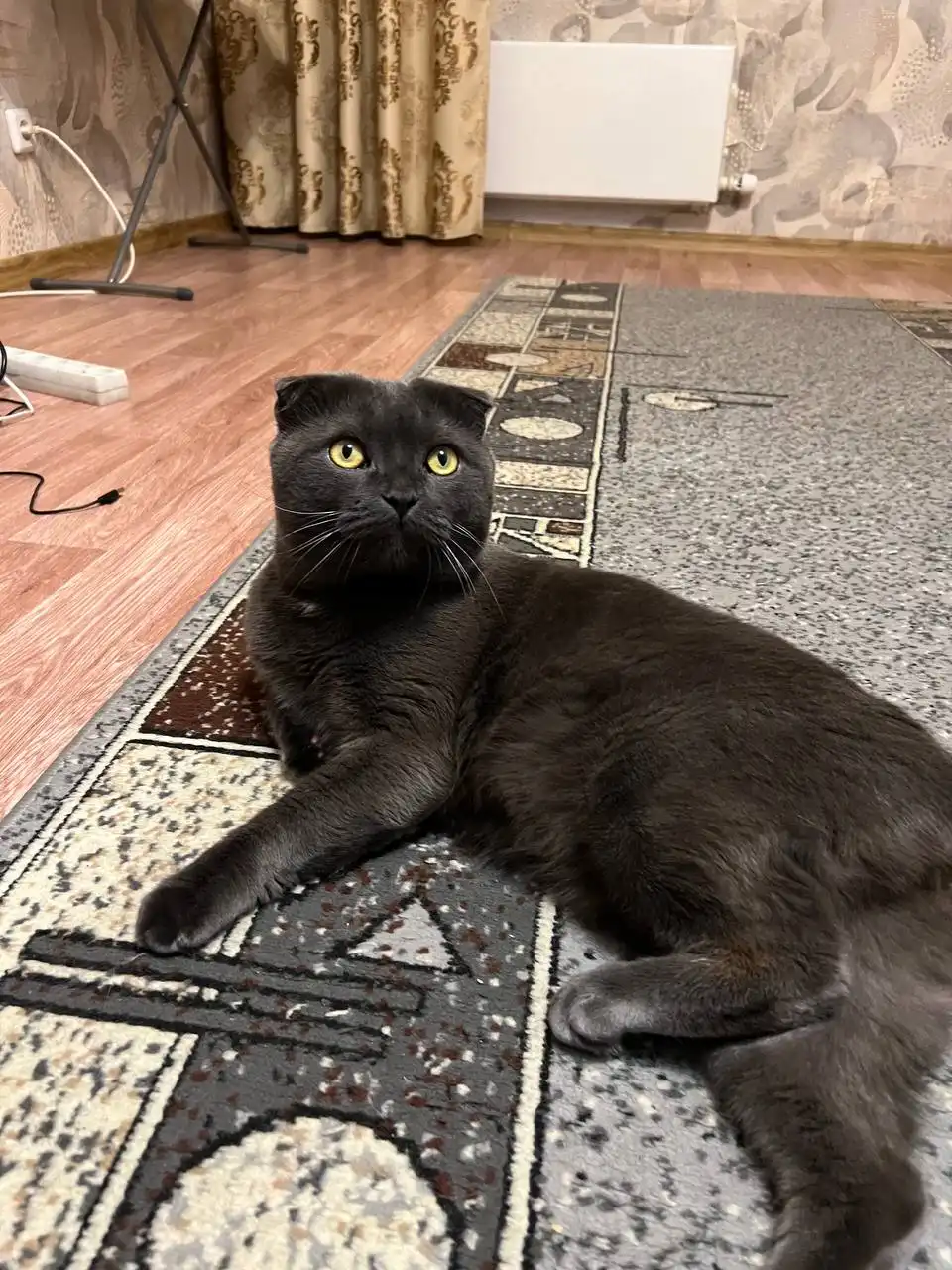 Кот Лексус ищет новый дом