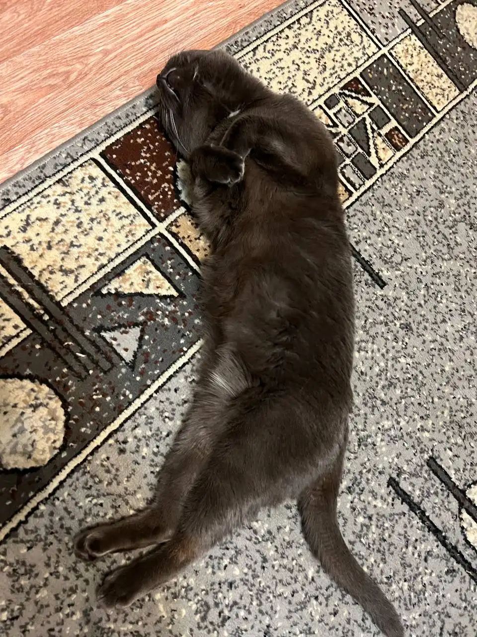 Кот Лексус ищет новый дом