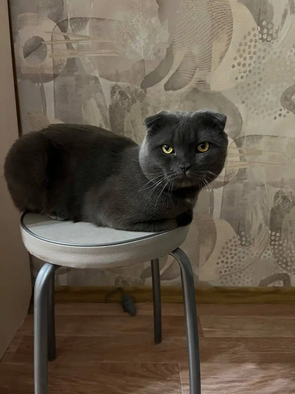 Кот Лексус ищет новый дом