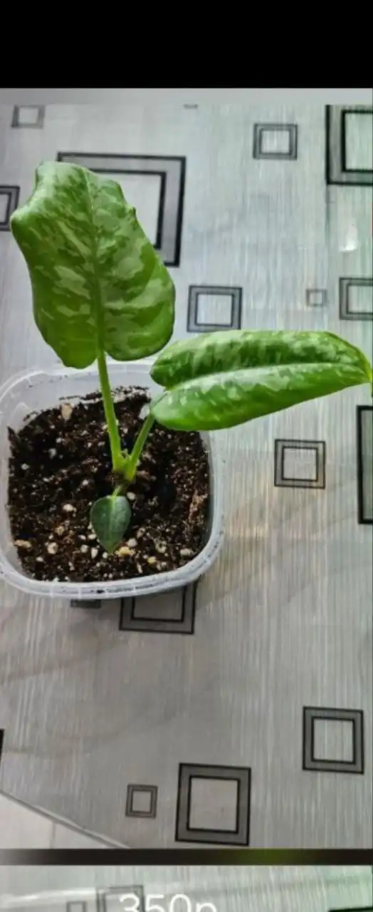 Шизматоглотис Скоретчини