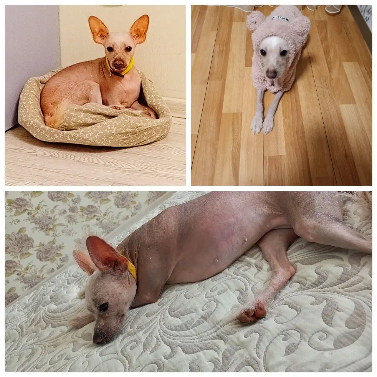 Отдам собаку китайскую хохлатую в хорошие руки