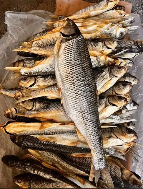 Продажа свежей рыбы кутум из Каспийского моря - Разное в Сургут