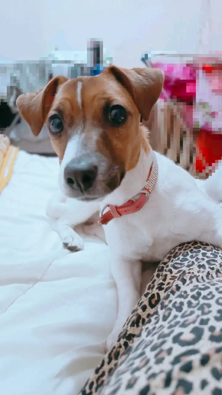 Пропала собака Лёля в Сургуте