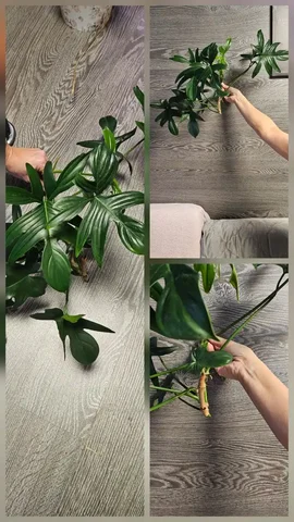 Филодендрон Дольчатый большой срез для самоукоренения - частное объявление в Сургут