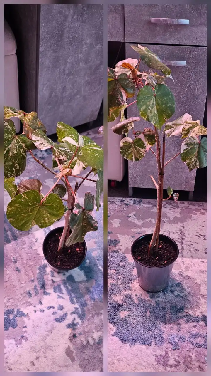 Гибискус липолистный