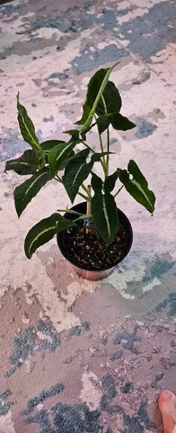 Сингониум Вендланда - частное объявление в Сургут