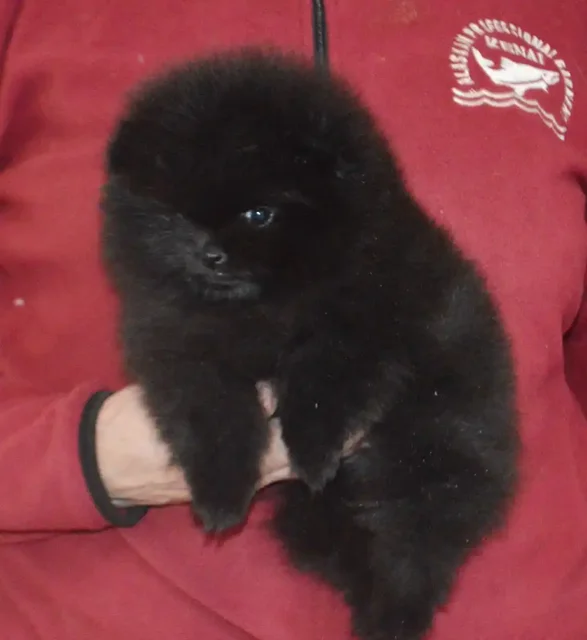 Померанский шпиц черный мальчик с документами РКФ - Животные в Тюмень
