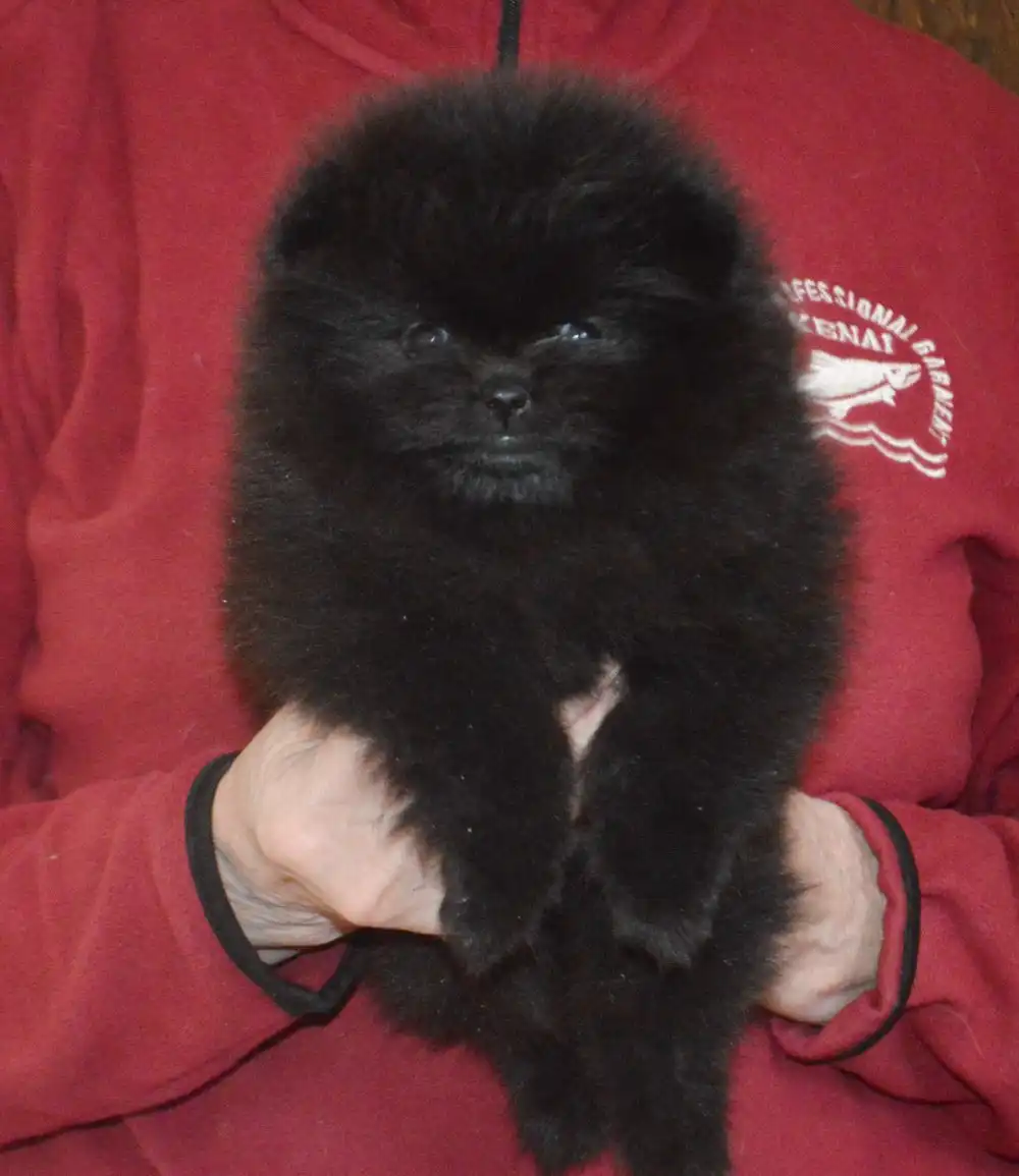 Померанский шпиц черный мальчик с документами РКФ