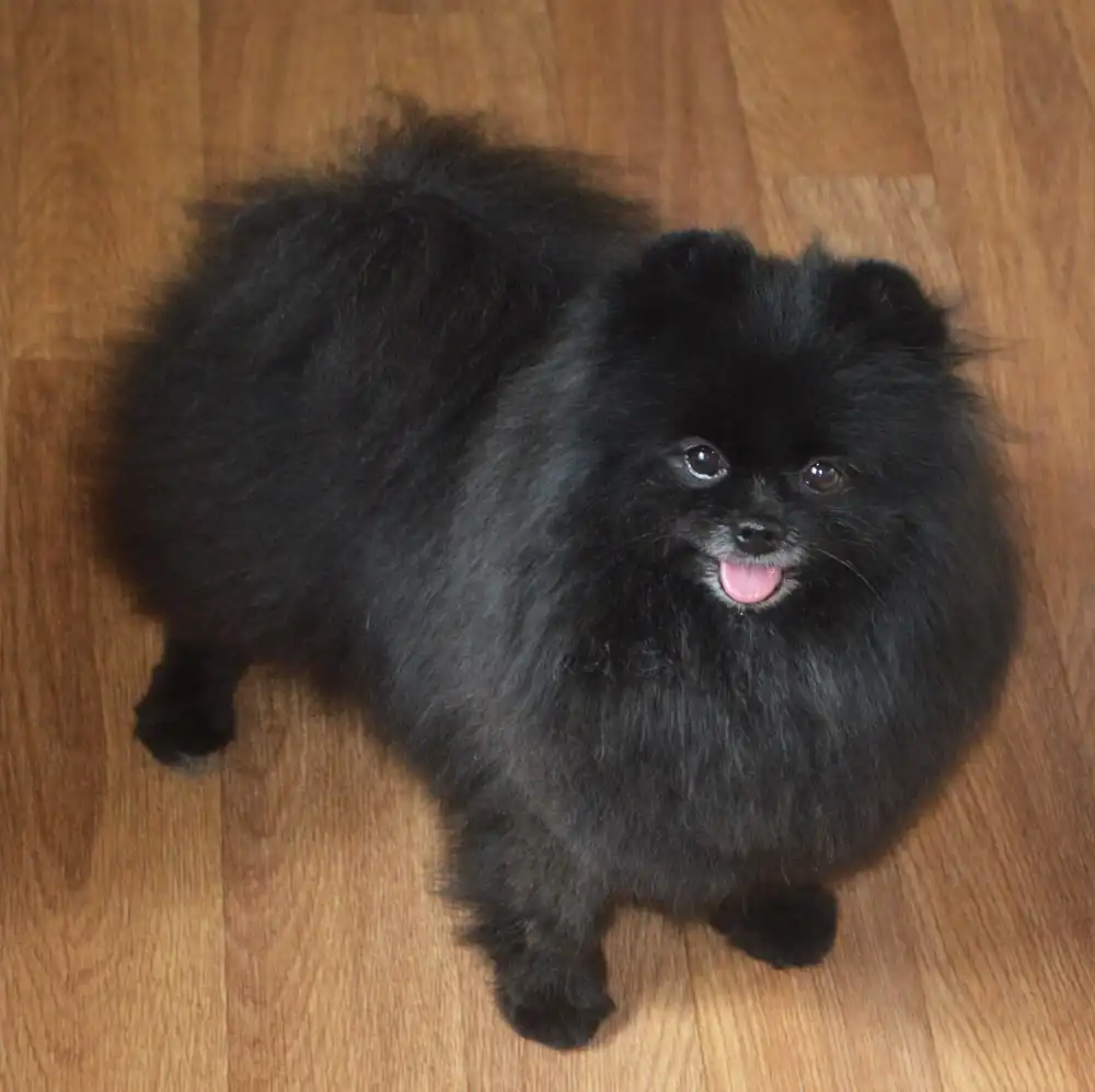 Померанский шпиц черный мальчик с документами РКФ
