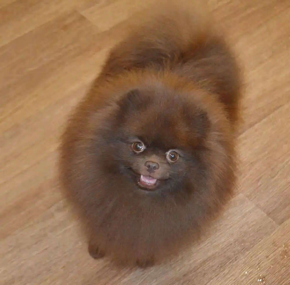 Померанский шпиц черный мальчик с документами РКФ