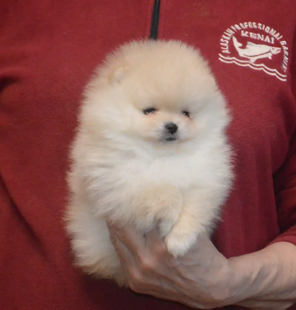 Померанские шпицы кремово-соболиный и оранжево-соболиный с документами РКФ - Собаки (Животные) в Тюмень