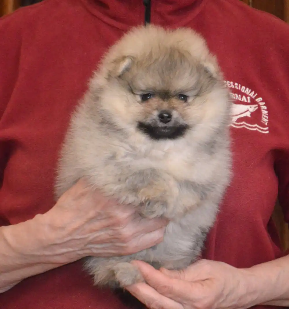 Померанские шпицы кремово-соболиный и оранжево-соболиный с документами РКФ - Собаки (Животные) в Тюмень