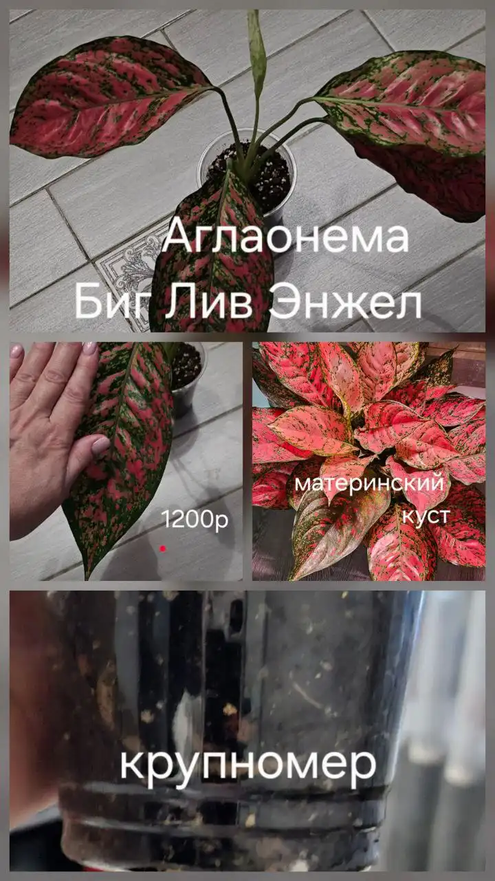 Продам Аглаонему - Комнатные растения (Хобби и отдых) в Сургут