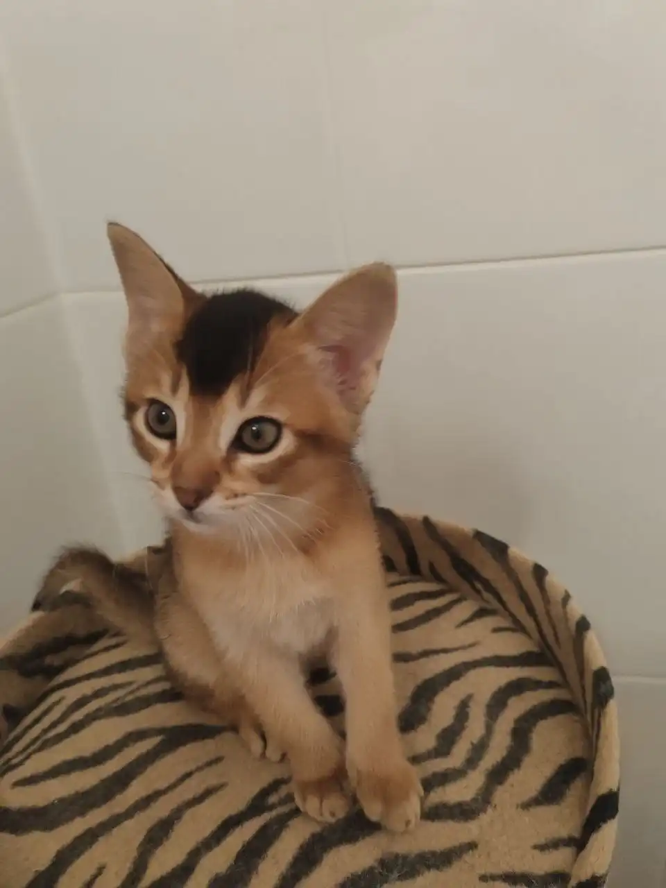 Продажа абессинской кошки девочки - Кошки (Животные) в Сургут