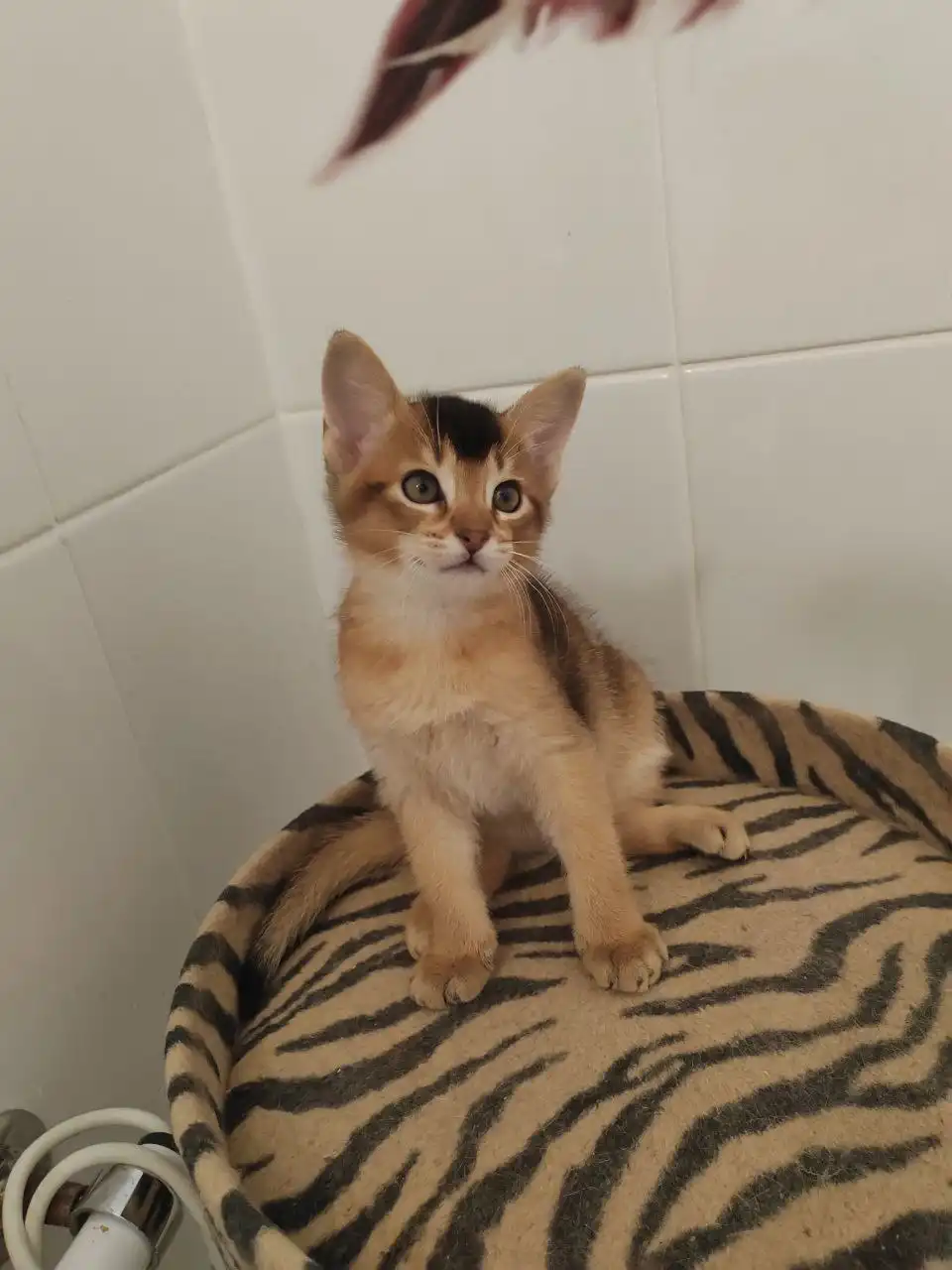 Продажа абессинской кошки девочки - Кошки (Животные) в Сургут