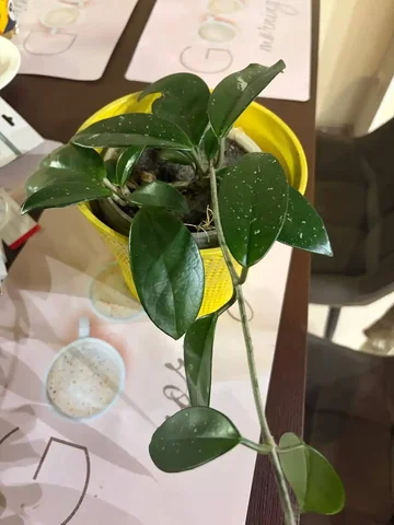 Продам отросток прекрасного цветочка - Напитки в Сургут