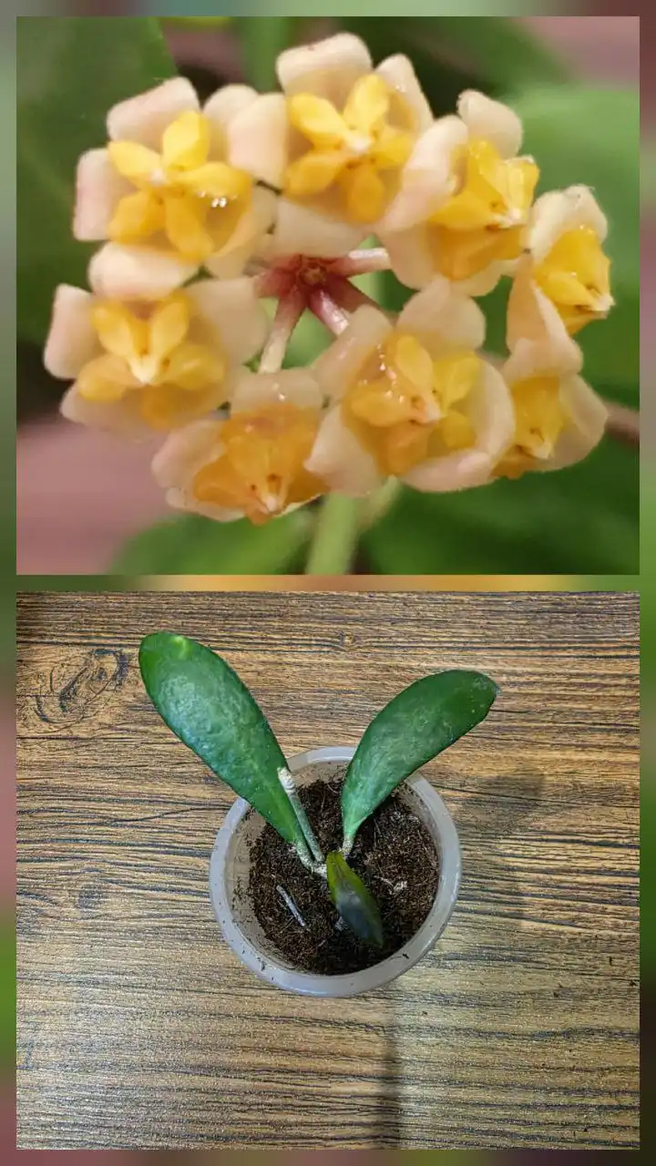 Укоренённый черенок хойи найт ноэль - Комнатные растения (Хобби и отдых) в Сургут