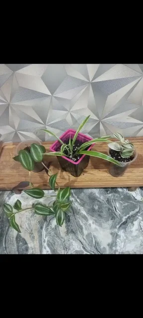 Набор из трех укорененных цветов: Традистанция Альбифлора, Зебрина фиолетовая, Хлорофитум - Музыкальные инструменты в Сургут