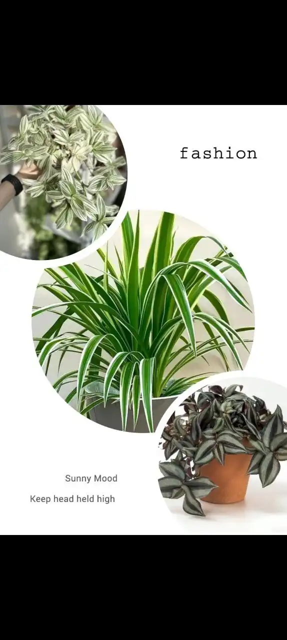 Набор из трех укорененных цветов: Традистанция Альбифлора, Зебрина фиолетовая, Хлорофитум - Комнатные растения (Хобби и отдых) в Сургут