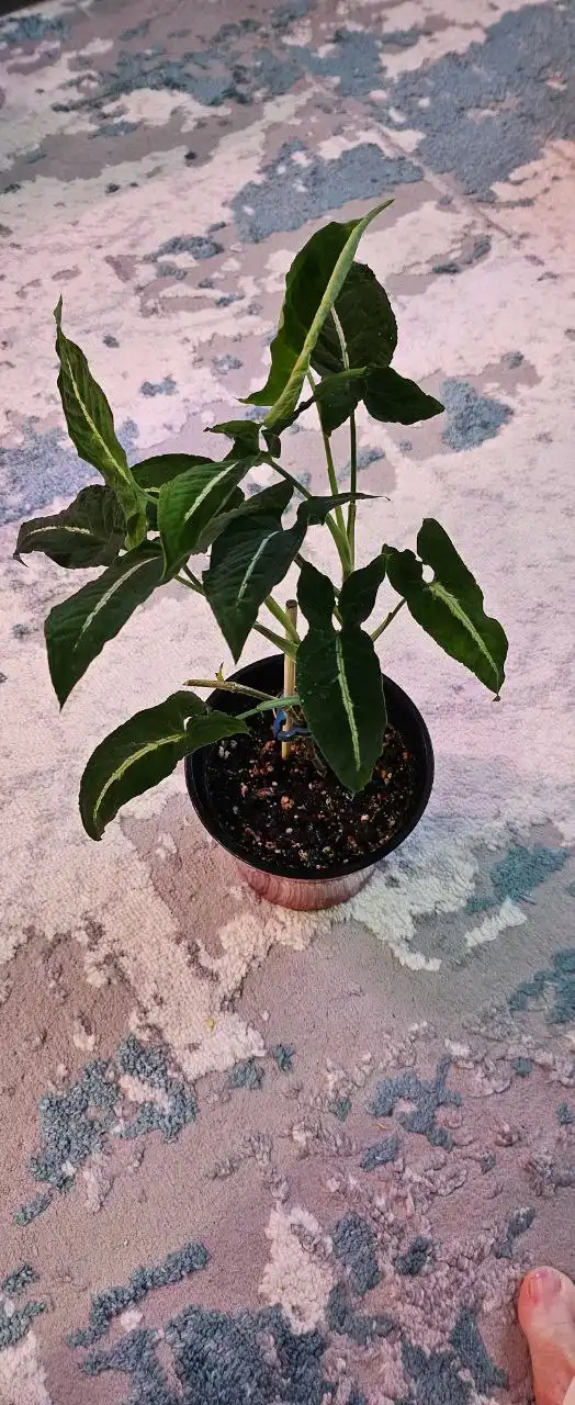 Продажа сингониума Вендланда в районе Пушкина - Комнатные растения (Хобби и отдых) в Сургут