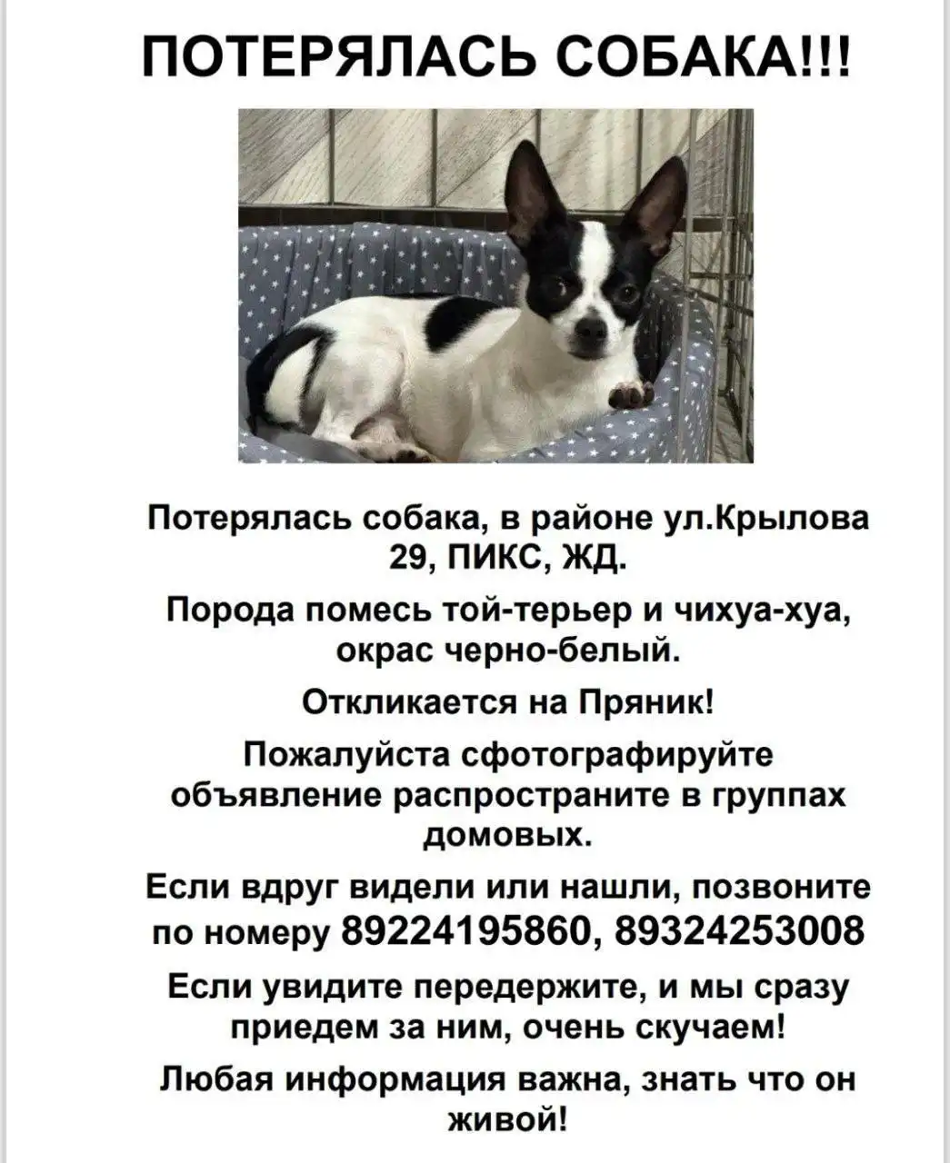 Помощь в поиске собаки за вознаграждение - Потерянные/найденные (Животные) в Сургут