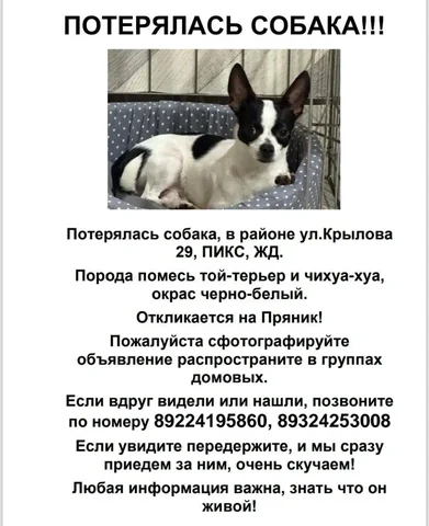 Помощь в поиске собаки за вознаграждение - Животные в Сургут