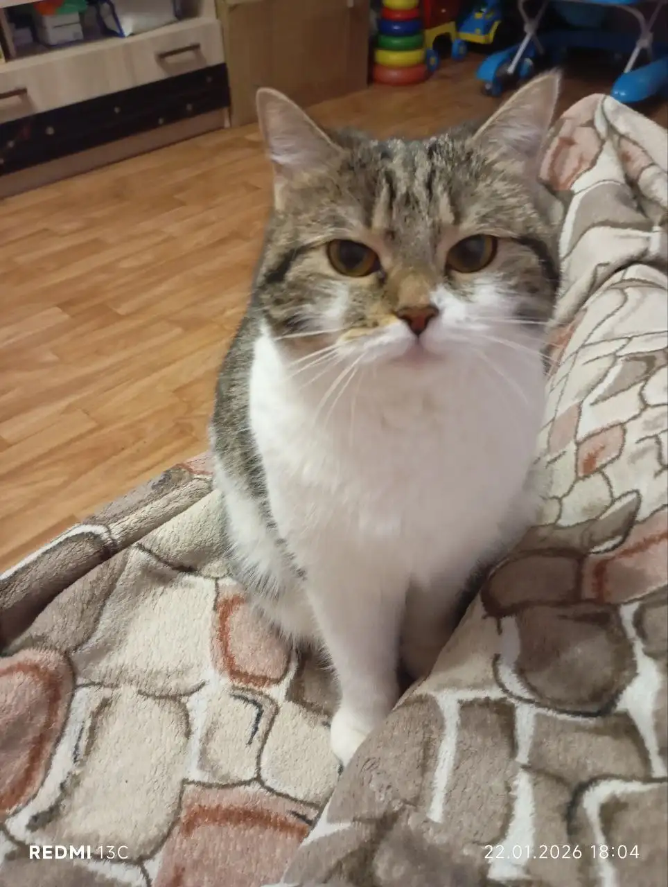 Отдам кошку Шуня в Сургуте - Кошки (Животные) в Сургут