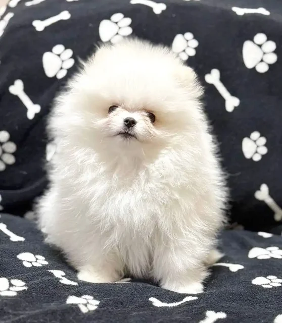 Померанец белоснежный мальчик с документами РКФ - Животные в Тюмень