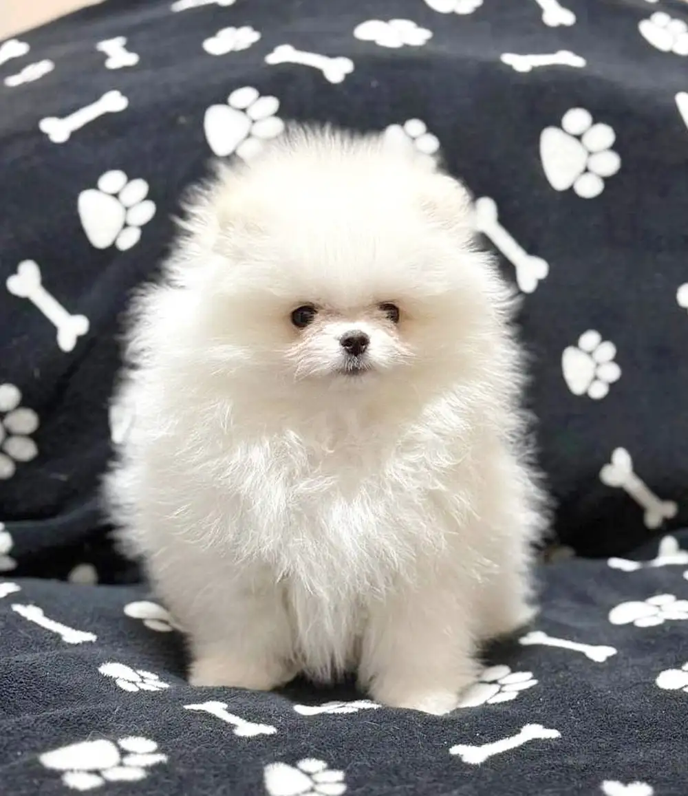 Померанец белоснежный мальчик с документами РКФ - Собаки (Животные) в Тюмень