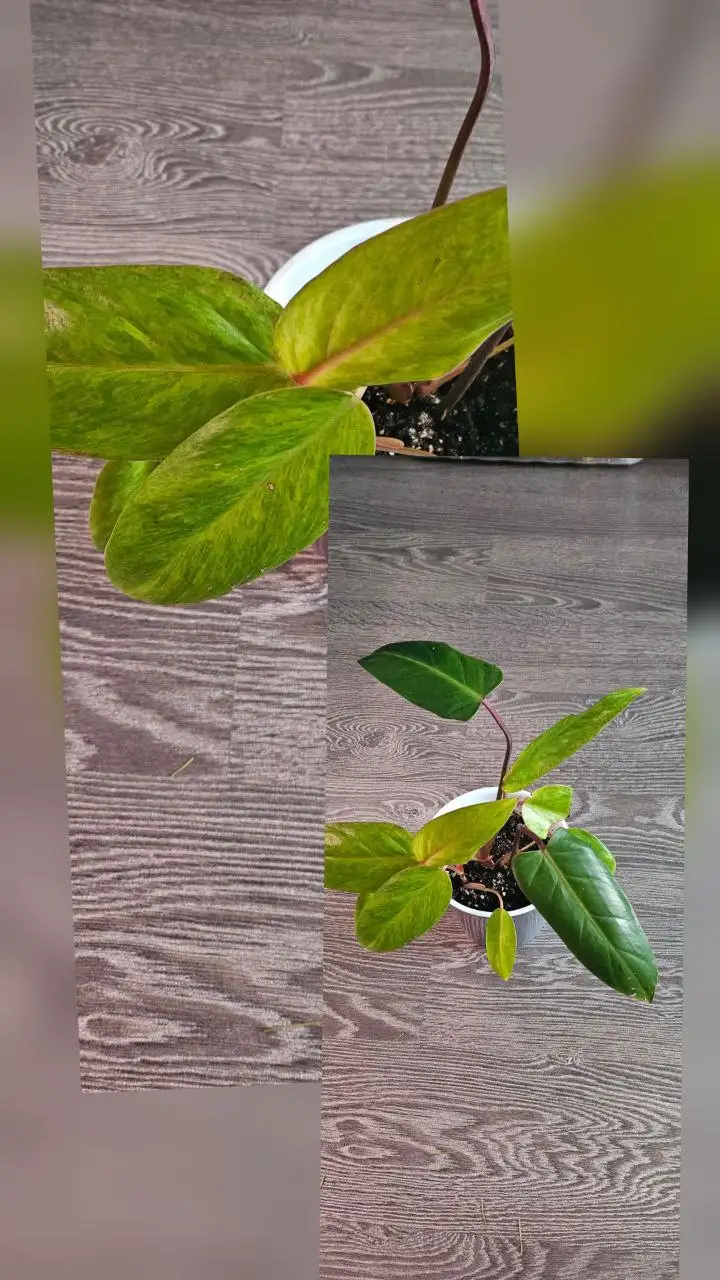 Филодендрон медуза два ствола - Барахолка в Сургут