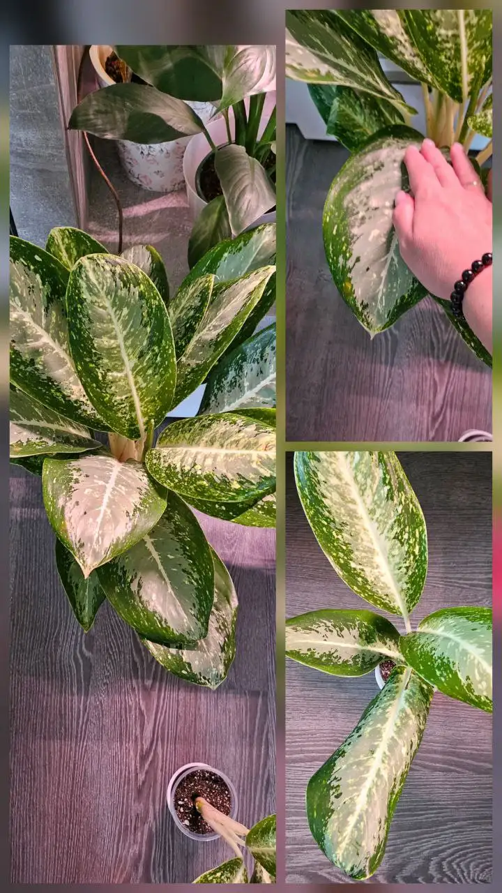 Продажа Аглаонемы Лимон Минт крупномер - Комнатные растения (Хобби и отдых) в Сургут