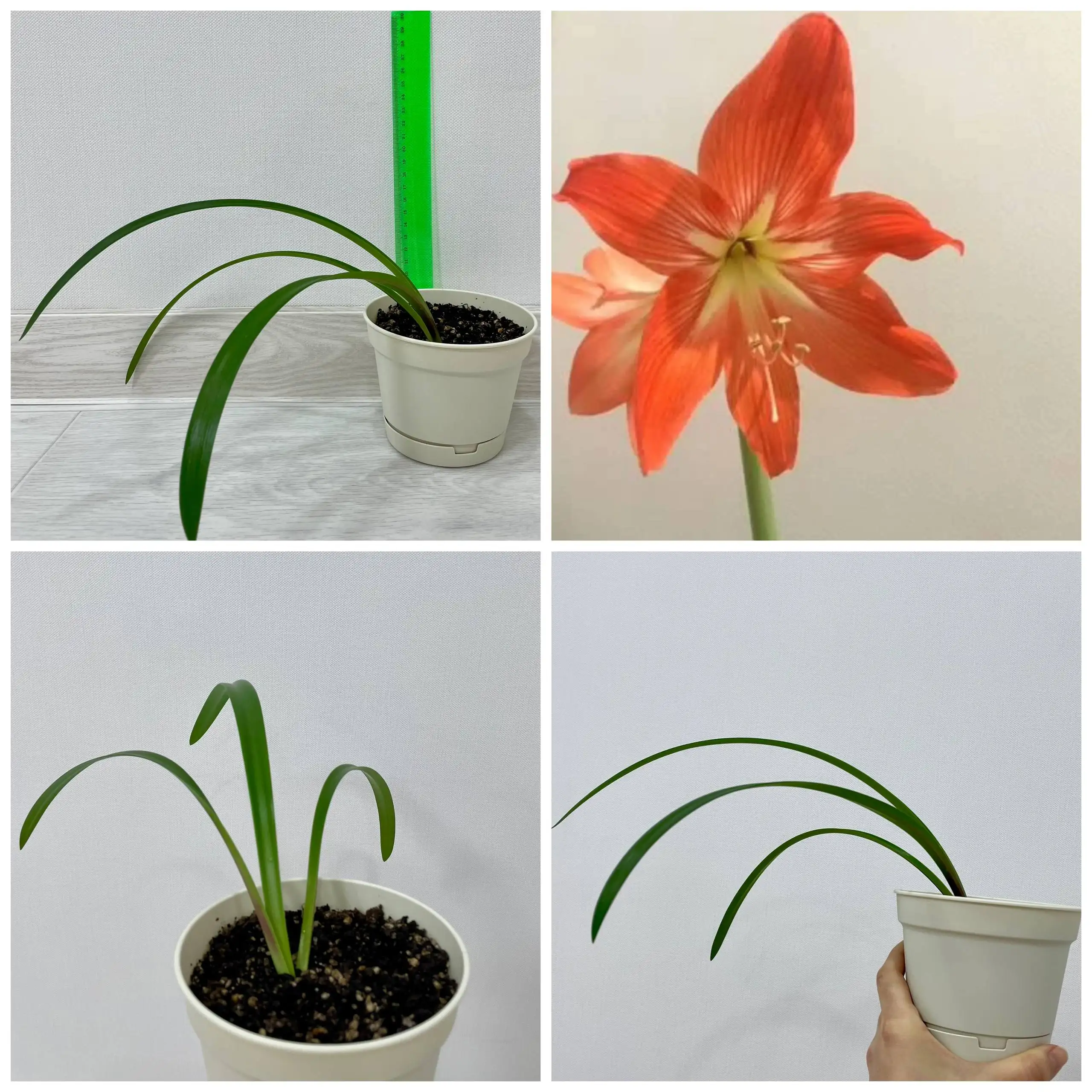 Отросток гиппеаструма оранжевого цвета - Барахолка в Сургут