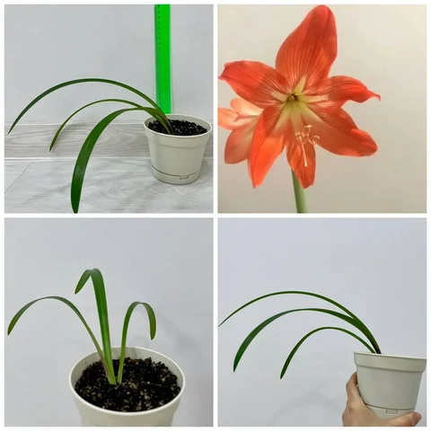 Отросток гиппеаструма оранжевого цвета - Барахолка в Сургут