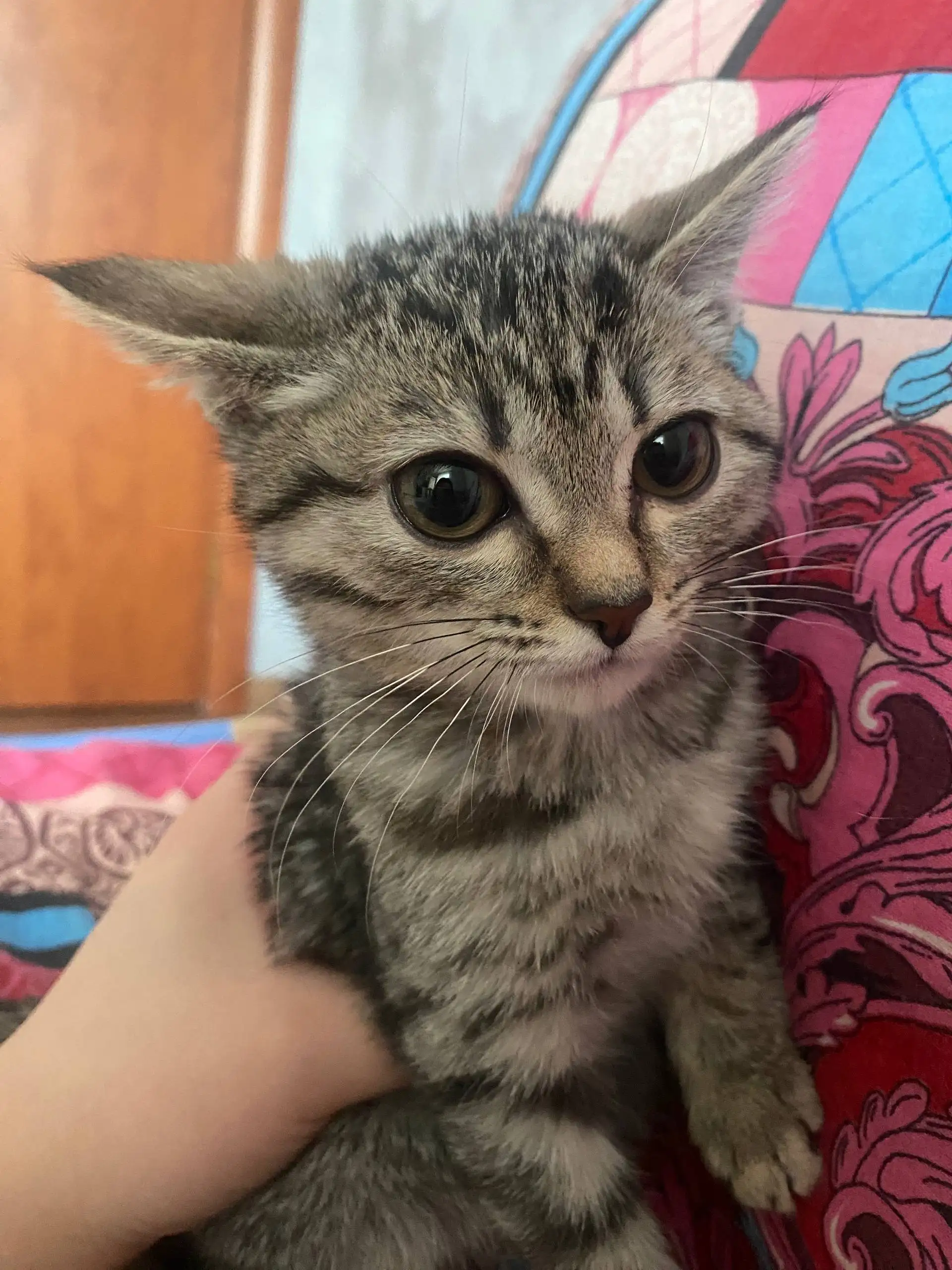 Отдам кошечку в добрые руки - Кошки (Животные) в Сургут