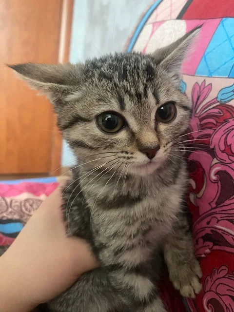 Отдам кошечку в добрые руки - Собаки в Сургут