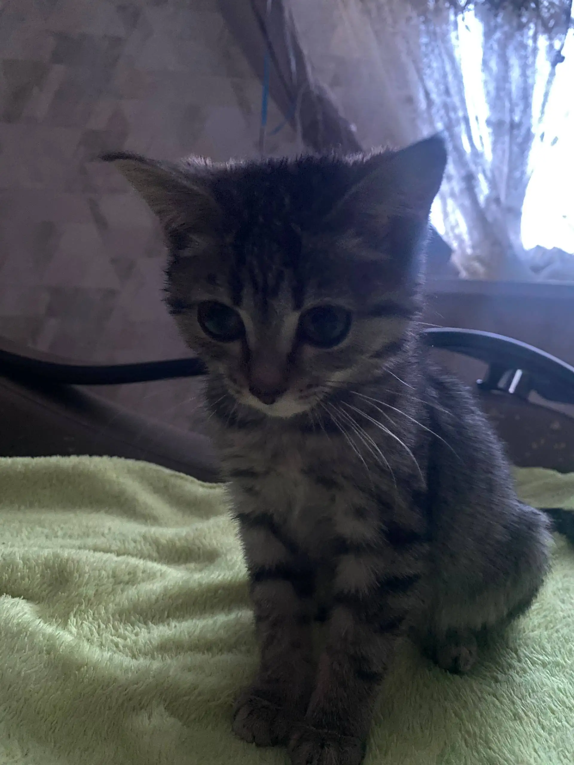 Отдам кошечку в добрые руки - Кошки (Животные) в Сургут