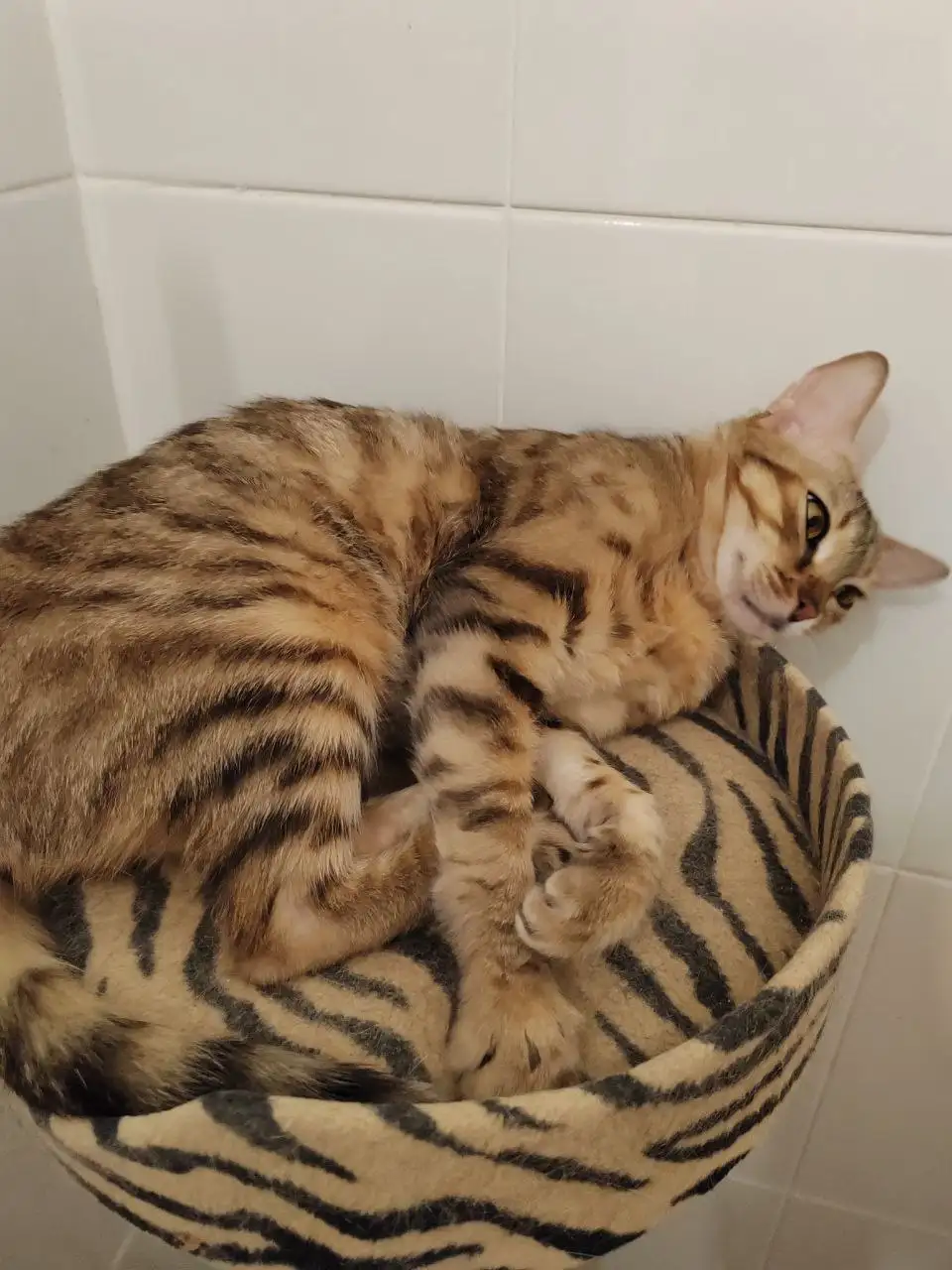 Продажа породистой кошки бенгалки - Кошки (Животные) в Сургут