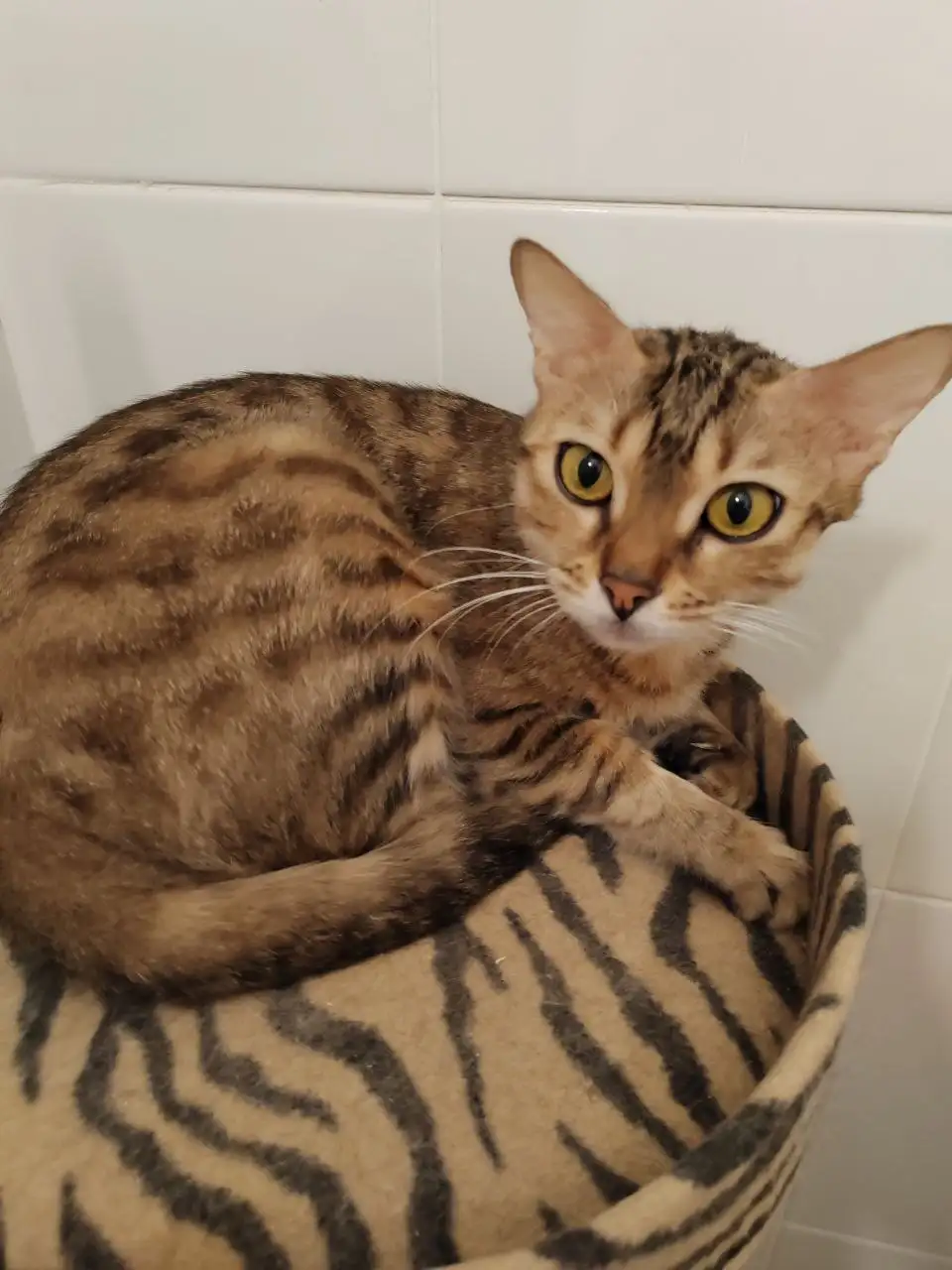 Продажа породистой кошки бенгалки - Кошки (Животные) в Сургут