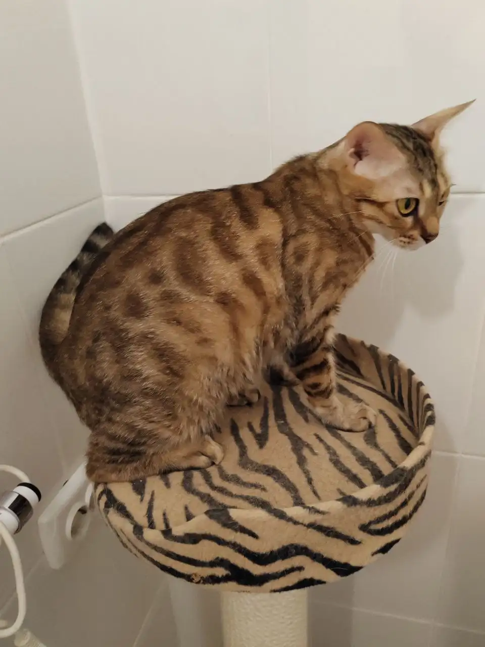 Продажа породистой кошки бенгалки - Кошки (Животные) в Сургут